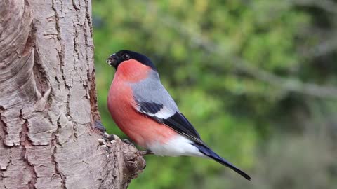 nice bird - the Bullfinch