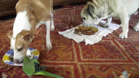 PARROT TERRORIZES DOGS' LUNCH