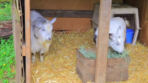 My GOAT STARTED FOAMING FROM THE MOUTH| How I diagnosed and treated at home Listeria in GOATS