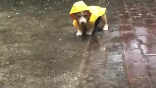 Safe from Rain, Not from Puddles