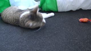 Adorable Little Cat Plays with Feather Toy