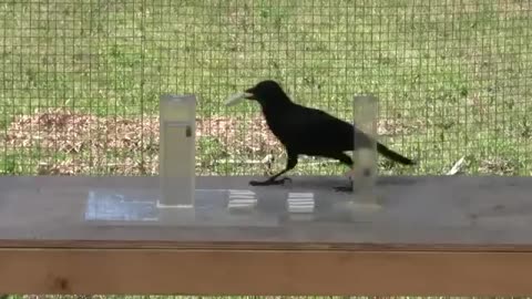 Crow's Ingenious Water Displacement Experiment