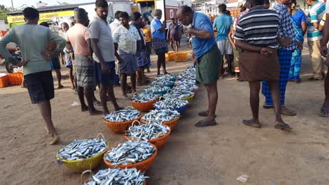 FISH MARKET IN INDIA (MANAPAD BEST TOURIST PLACE)