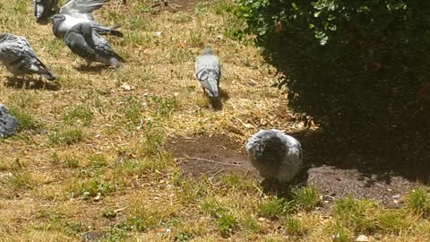 Pigeons having a shower in Morocco