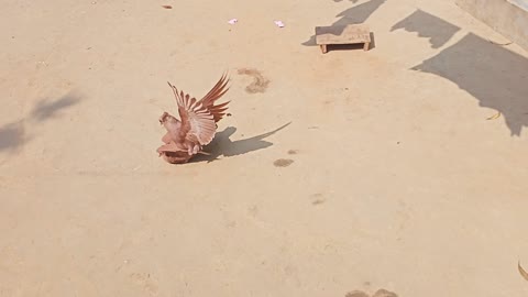 Pigeon breeding