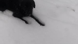 dog play in snow