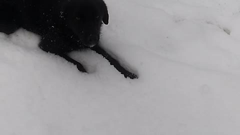 dog play in snow