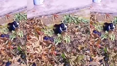 Bird extinguishes fire MAZING