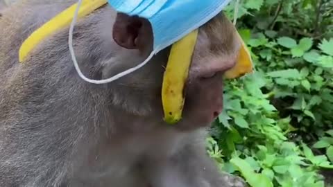 Funny animals: Cute and Funny Monkey - Videos Compilation | Funny Monkey