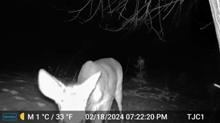 Deer Investigating the Trail Cam