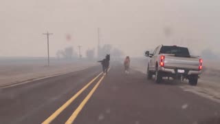 Stunning Footage Of Horses Escaping Wildfire In Texas