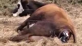 My Jersey milk cow Mudslide had her Angus bull calf