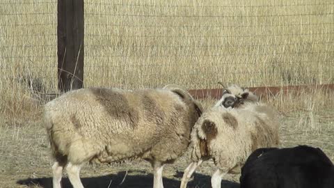 Sheep Tango ( Breeding Season for Jonas)