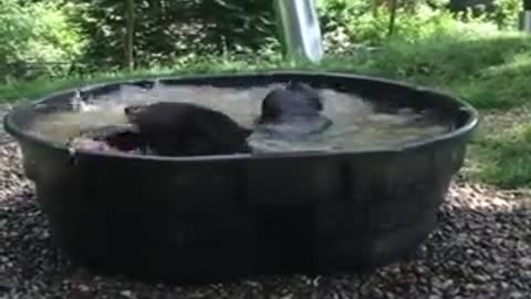 Bears enjoy itself in Bowl pool