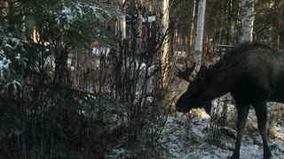 Moose Bluff Charges a Bull Moose