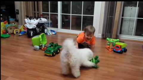 Bichon frise vs baby and dog funny