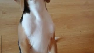 Beagle puppy performs exercise "Bunny"