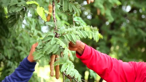 Awesome Tamarind Cultivation Technology - Tamarind farm and harvest - Tamarind Processing