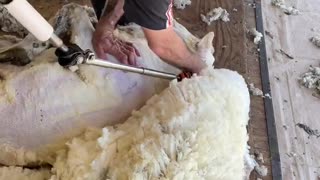 Shearing a sticky ram