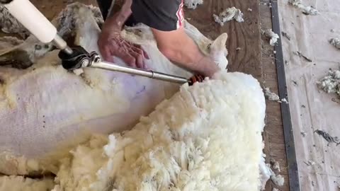 Shearing a sticky ram