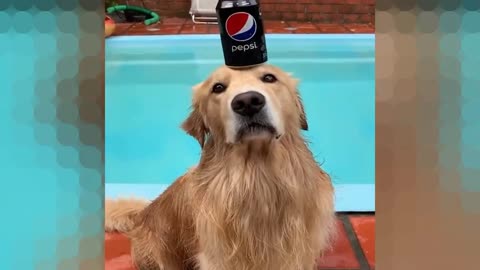 Dog doesn’t even notice a can of pepsi on his head