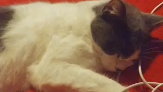 This is my cat video