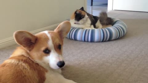 Corgi puppy struggles to befriend cat