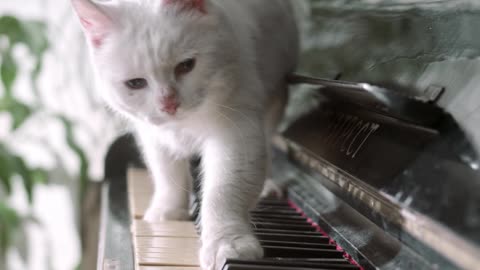 A pretty cat walking on the Piano