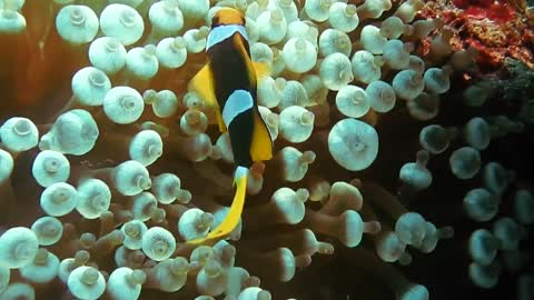 Scuba diver caught 2 nemo fish hiding in the coral