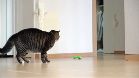 The funny reaction of cats who saw a snake game!