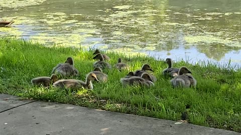 Baby Geese At Mammoth Spring