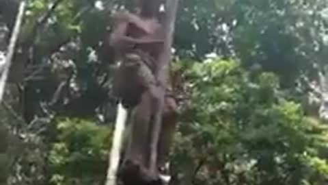 Elderly man teaches you how to climb a tree