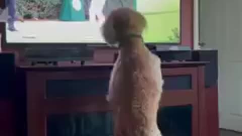 🐶 cute dog is tricked by TV 🥺