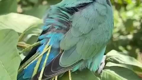 Wow👌 Amazing! The most intelligent bird in the world