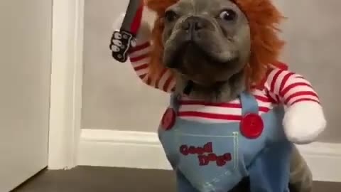 The Chucky Dog