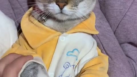 GATINHO DE PIJAMA 😻