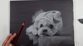 Art || Sketch || A Lovely Puppy (VI)