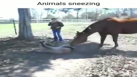 Animals Sneezing