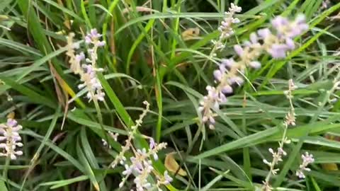 Beautiful little flowers blooming on the grass