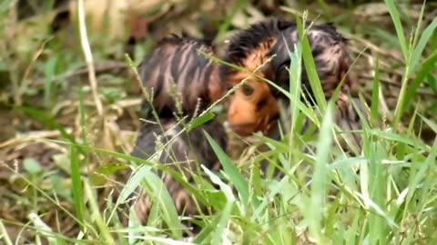 three cute baby monkeys in the wild