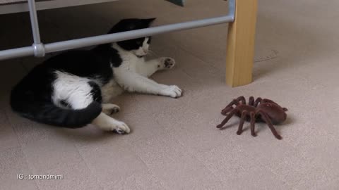 Cat Vs Giant Spider (Tarantula) RC | 4K