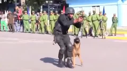Training The World’s Toughest Police Dogs