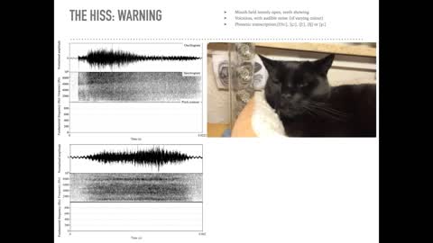 Modes of Cat-Human Communication: 2021 Ig Informal Lecture