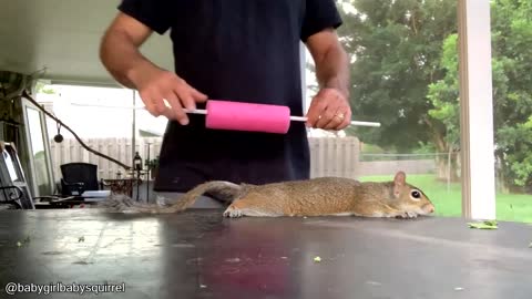 Making a Squirrel Pancake