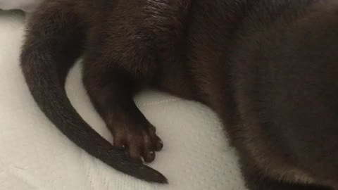 Baby Otter Snuggles
