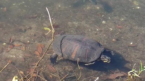 Cooter Turtle Florida