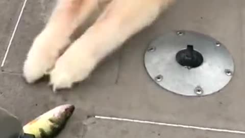 The dog is happy to meet his fish friend