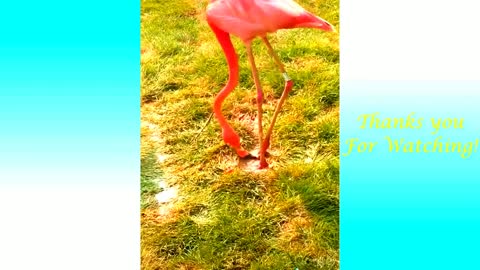 funny flamingo