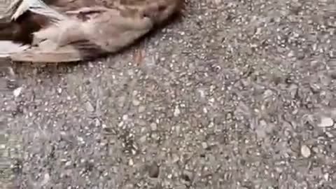 dog carrying a alive duck