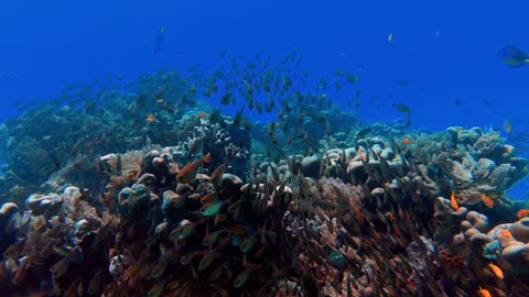School Of Fish In The Deep Blue Sea